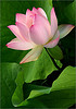 Lotus714.jpg