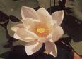 Lotus160.jpg
