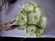 ดอกบัว 139.jpg