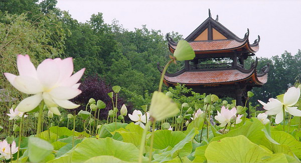บัว 29.jpg