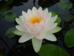 Lotus805.jpg
