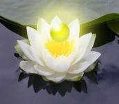 ดอกบัว 118.jpg