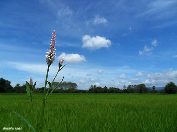 khaoyai1.jpg