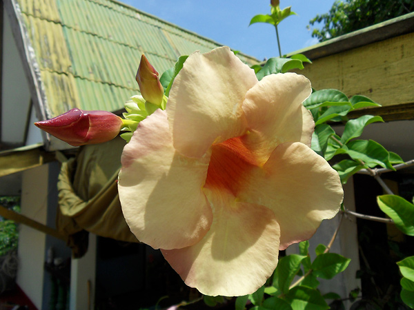 เขาเต่า16.jpg