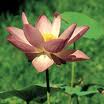 Lotus164.jpg
