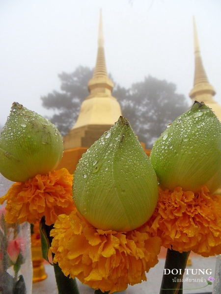 Doi-Tung10.jpg