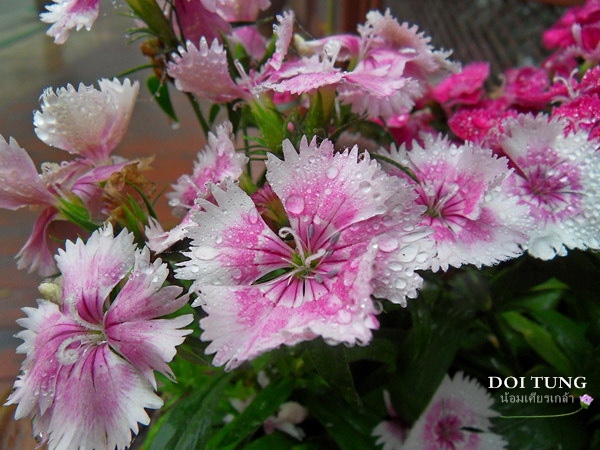 Doi-Tung06.jpg