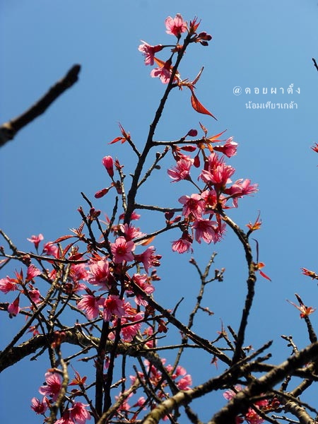 ผาตั้ง056-1.jpg