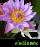 Lotus สวัสดีวันพระ.jpg