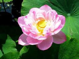 Lotus942.jpg