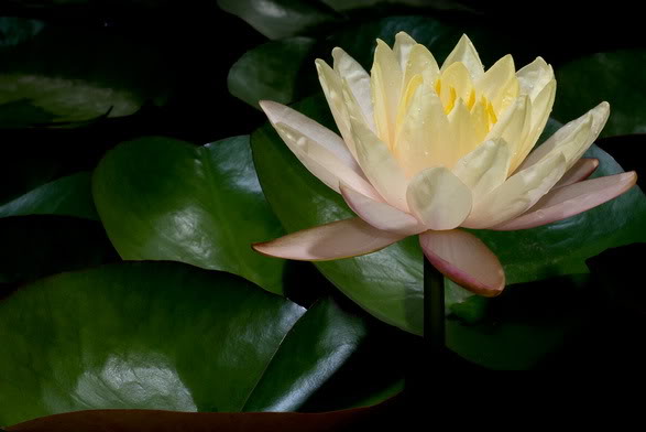 Lotus100095.jpg