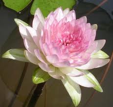 Lotus 802.jpg