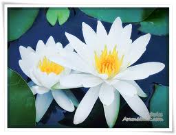 lotus white 27.jpg