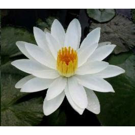 lotus white 9.jpg