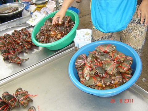 cr.jpg