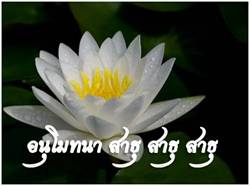 Lotus ธรรมจักร 3.jpg