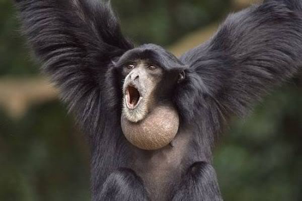 11_animals.jpg