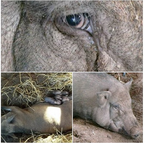 hog1.jpg