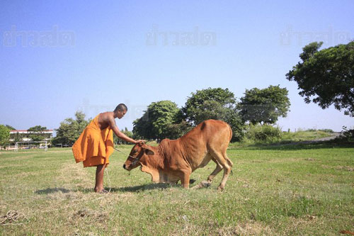 cow1.jpg