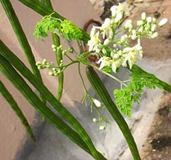 Moringa-2.jpg