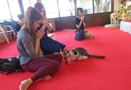 น้องเหมียว กรดน้ำ อุทิศบุญ.JPG
