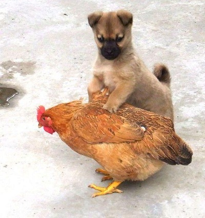 funny-cute-animal-pics-part30-12.jpg
