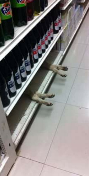 dog35.jpg