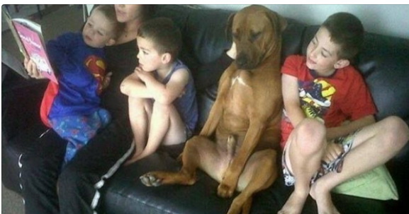 dog1.jpg