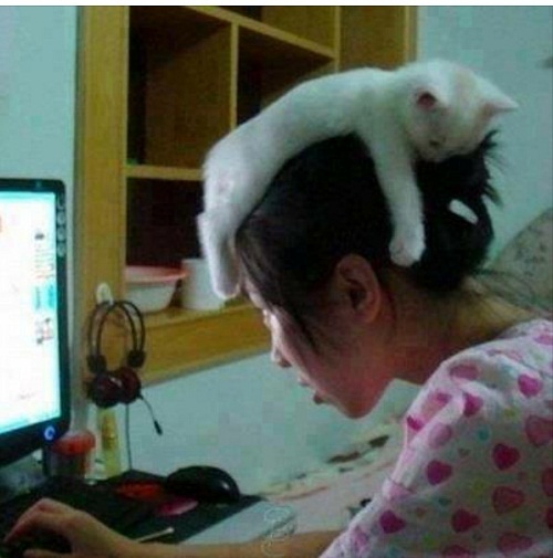 cat4.jpg