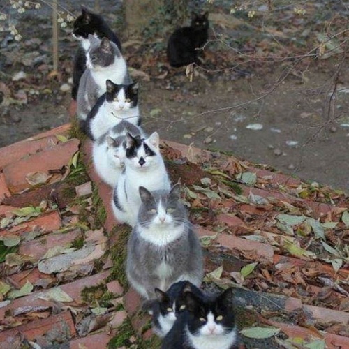 cat5.jpg