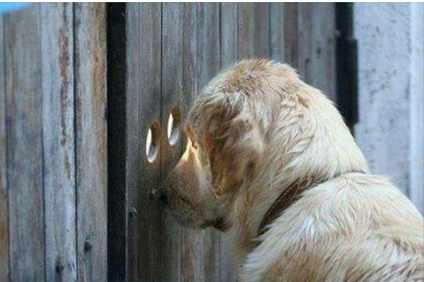 dog6.jpg
