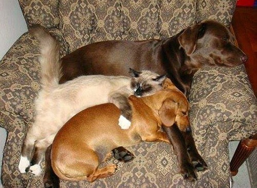 catdog4.jpg