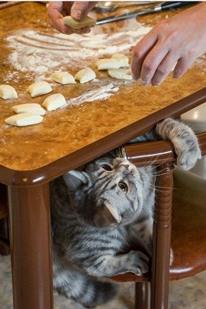 cat17.jpg