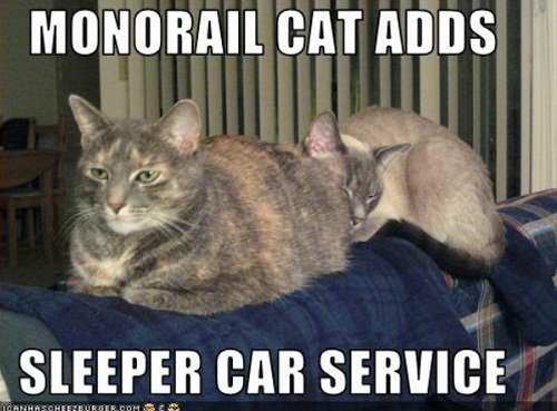 cat18.jpg