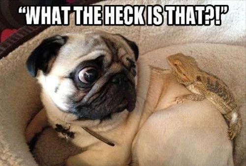 dog12.jpg