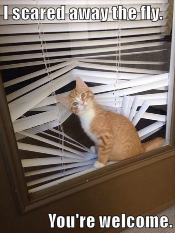 cat19.jpg