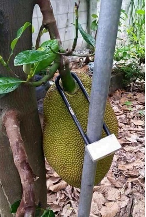 ขนุน.jpg