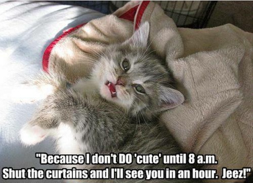 cat21.jpg