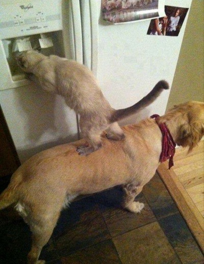 catdog5.jpg