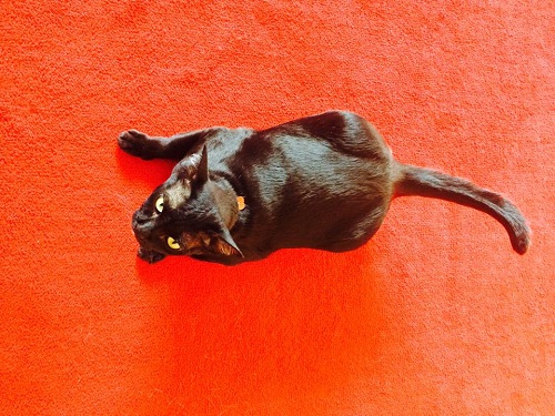 cat25.jpg