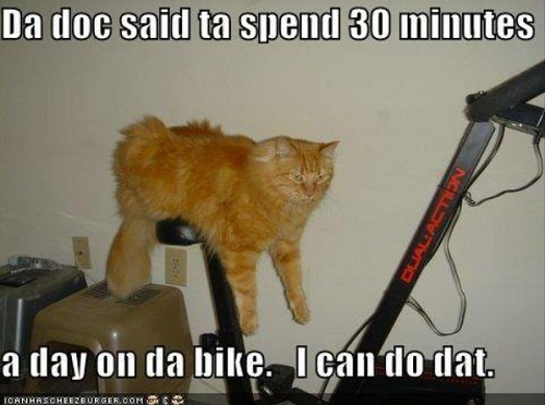 cat27.jpg