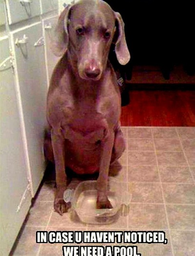 dog14.jpg