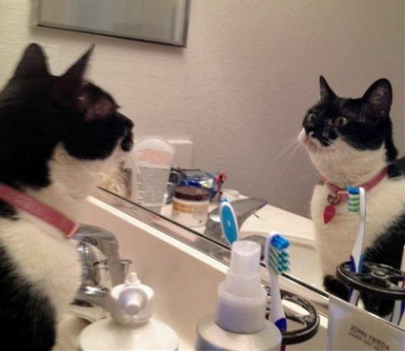 cat29.jpg