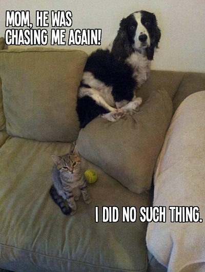catdog6.jpg