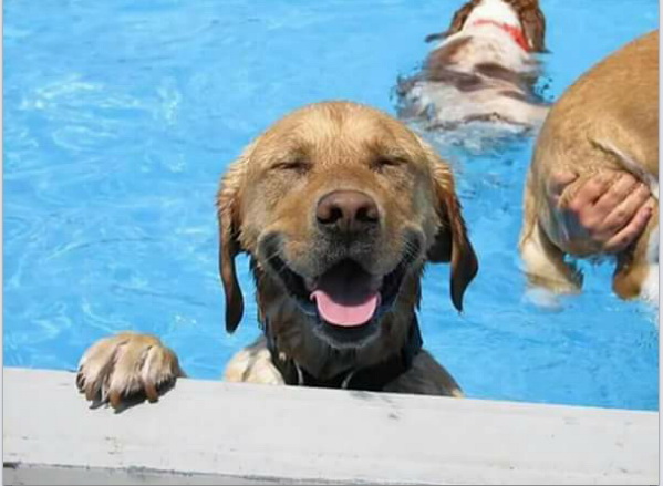 dog15.jpg