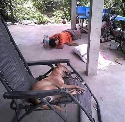 dog17.jpg