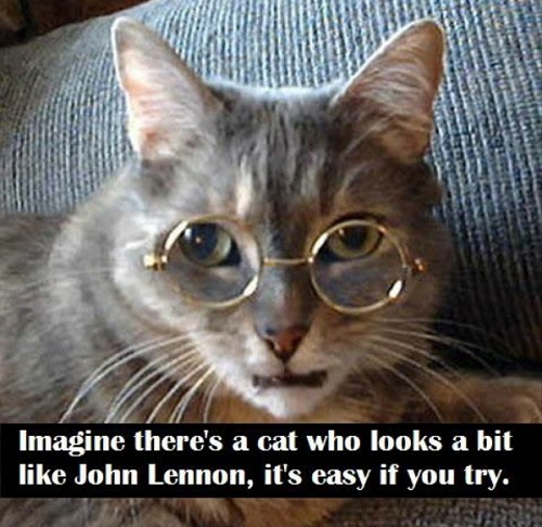cat35.jpg