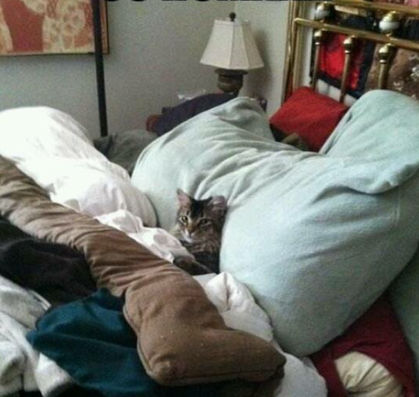 cat36.jpg