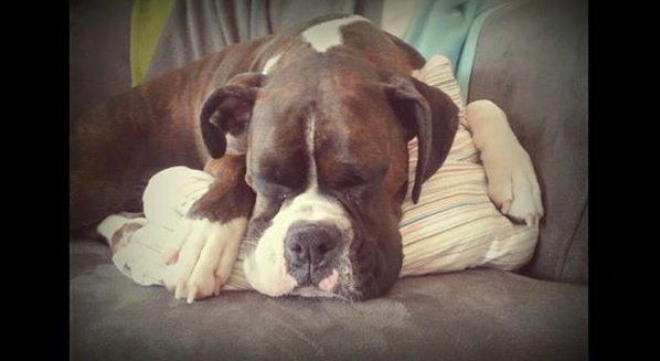 dog1.jpg