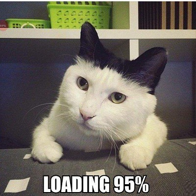 cat4.jpg